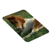 Miniaturfohlen nach unten magnet (Rechte Seite)