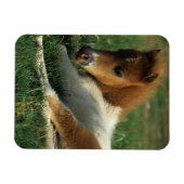 Miniaturfohlen nach unten magnet (Horizontal)