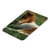 Miniaturfohlen nach unten magnet (Linke Seite)