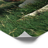 Miniaturfohlen nach unten poster (Ecke)