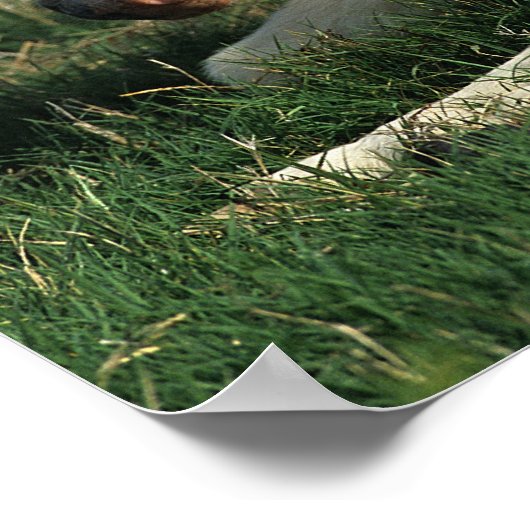 Miniaturfohlen nach unten poster (Ecke)