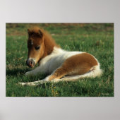 Miniaturfohlen nach unten poster (Vorne)