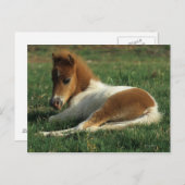 Miniaturfohlen nach unten postkarte (Vorne/Hinten)