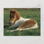 Miniaturfohlen nach unten postkarte (Vorderseite)