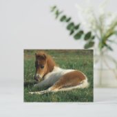 Miniaturfohlen nach unten postkarte (Stehend Vorderseite)