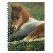 Miniaturfohlen-Niederlegung Notizblock (Vorderseite)