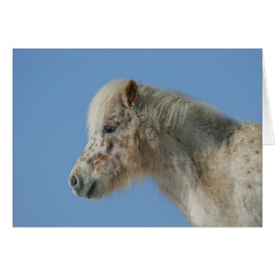 Miniaturhorn-Headshot