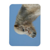 Miniaturhorn-Headshot Magnet (Vertikal)