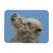 Miniaturhorn-Headshot Magnet (Horizontal)