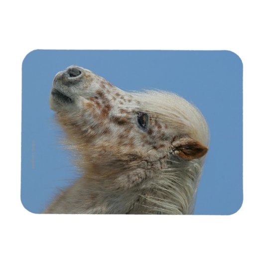 Miniaturhorn-Headshot Magnet (Horizontal)