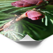 Miniaturkiefernzapfen Nah bis 8x10 Fotodruck (Ecke)