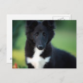 Miniaturkollie Postkarte (Vorne/Hinten)