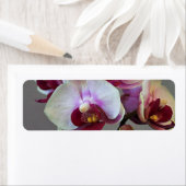 Miniaturorchidee (Insitu)