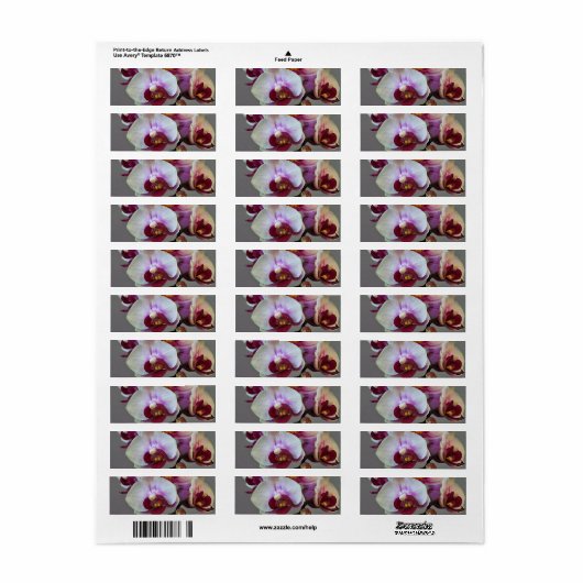 Miniaturorchidee (Vorne)