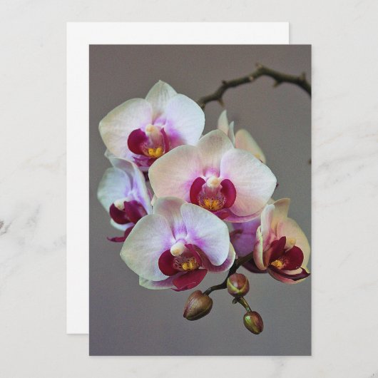 Miniaturorchidee Einladung (Vorne/Hinten)