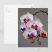 Miniaturorchidee Postkarte (Vorne/Hinten)