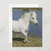 Miniaturpferd, das nahe Wasser läuft Postkarte (Vorne/Hinten)