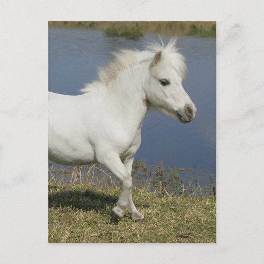 Miniaturpferd, das nahe Wasser läuft Postkarte (Vorderseite)