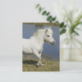 Miniaturpferd, das nahe Wasser läuft Postkarte (Stehend Vorderseite)