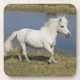 Miniaturpferd, das nahe Wasser läuft Untersetzer