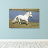 Miniaturpferd in der Nähe des Wassers Leinwanddruck (Insitu (Holzboden))