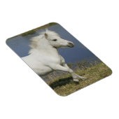 Miniaturpferd in der Nähe des Wassers Magnet (Rechte Seite)