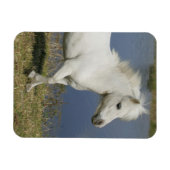 Miniaturpferd in der Nähe des Wassers Magnet (Horizontal)