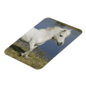 Miniaturpferd in der Nähe des Wassers Magnet (Linke Seite)