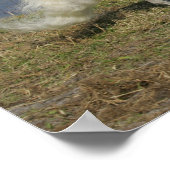 Miniaturpferd in der Nähe des Wassers Poster (Ecke)