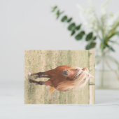 Miniaturpferd mit Vollmane Postkarte (Stehend Vorderseite)