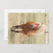 Miniaturpferd mit Vollmane Postkarte (Vorne/Hinten)