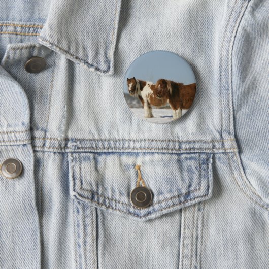 Miniaturpferde stehend im Schnee Button (Beispiel)