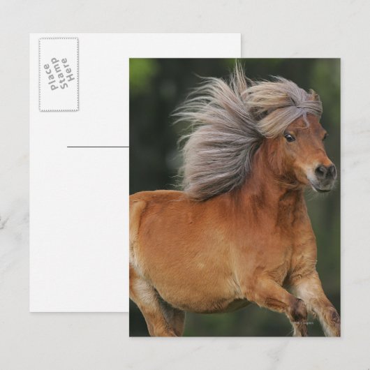 Miniaturpferdebetrieb Postkarte (Vorne/Hinten)