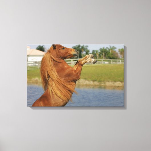 MiniaturPferdezucht Leinwanddruck (Vorderseite)