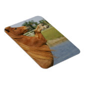 MiniaturPferdezucht Magnet (Rechte Seite)