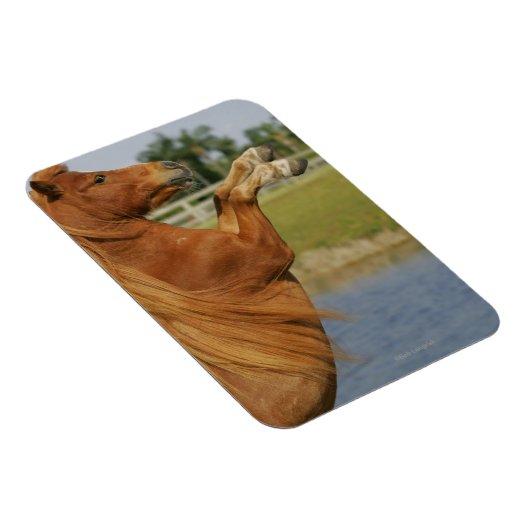 MiniaturPferdezucht Magnet (Rechte Seite)