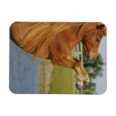 MiniaturPferdezucht Magnet (Horizontal)