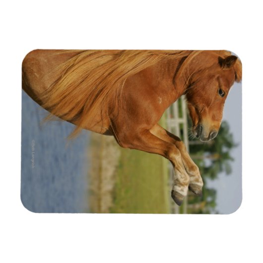 MiniaturPferdezucht Magnet (Horizontal)