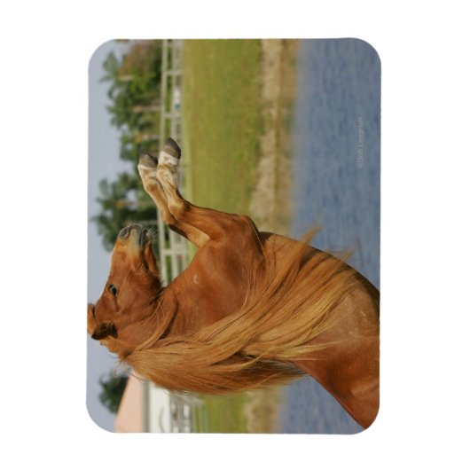 MiniaturPferdezucht Magnet (Vertikal)