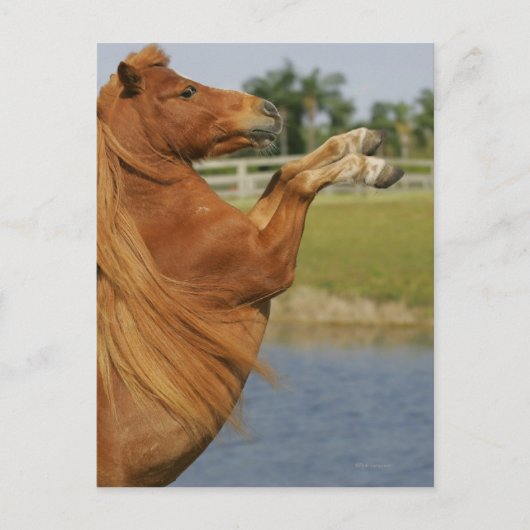 MiniaturPferdezucht Postkarte (Vorderseite)