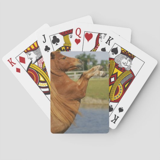 MiniaturPferdezucht Spielkarten (Rückseite)