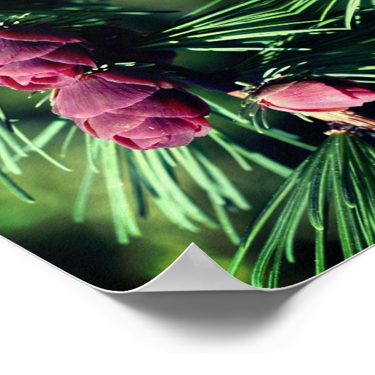 Miniaturpinecones Abstrakt Nah Poster (Ecke)