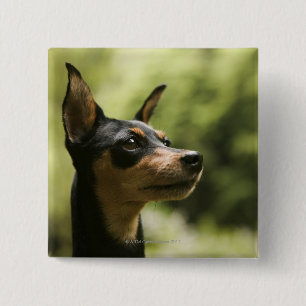 Miniaturpinscher (Button) 2 Button
