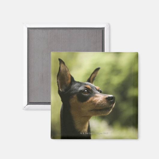Miniaturpinscher (Button) 2 Magnet (Vorderseite/Rückseite)