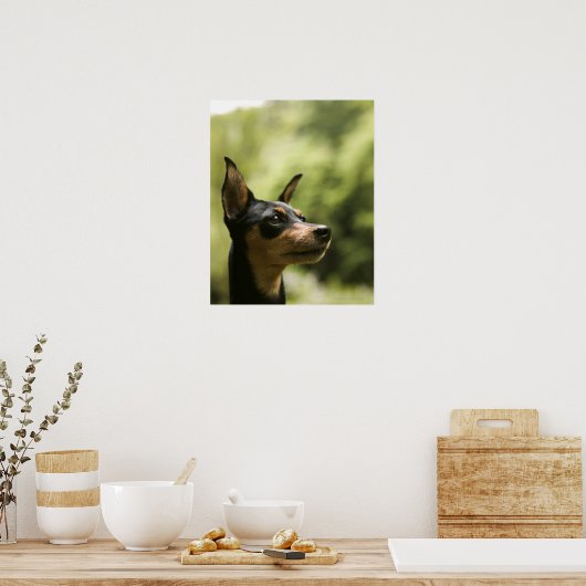 Miniaturpinscher (Button) 2 Poster (Küche)
