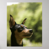 Miniaturpinscher (Button) 2 Poster (Vorne)