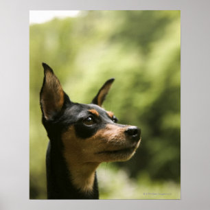 Miniaturpinscher (Button) 2 Poster