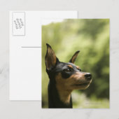 Miniaturpinscher (Button) 2 Postkarte (Vorne/Hinten)