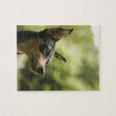 Miniaturpinscher (Button) 2 Puzzle (Horizontal)