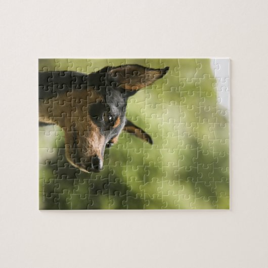 Miniaturpinscher (Button) 2 Puzzle (Horizontal)